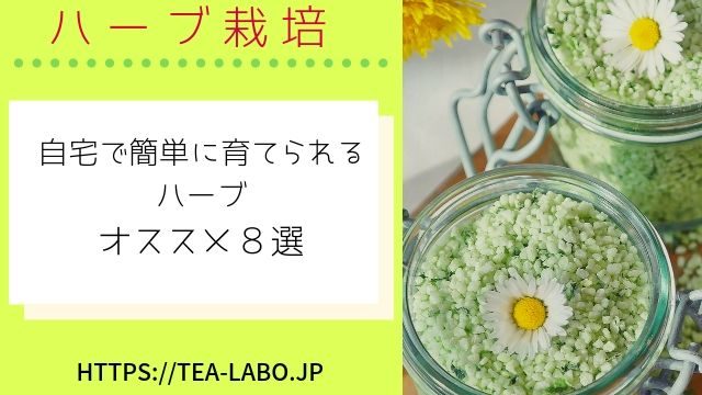 ローズマリーの副作用に注意 危険性や毒性 お茶にするときのチェックポイント4個を徹底解説 お茶ラボ